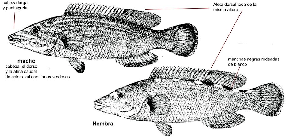 Labrus mixtus.jpg